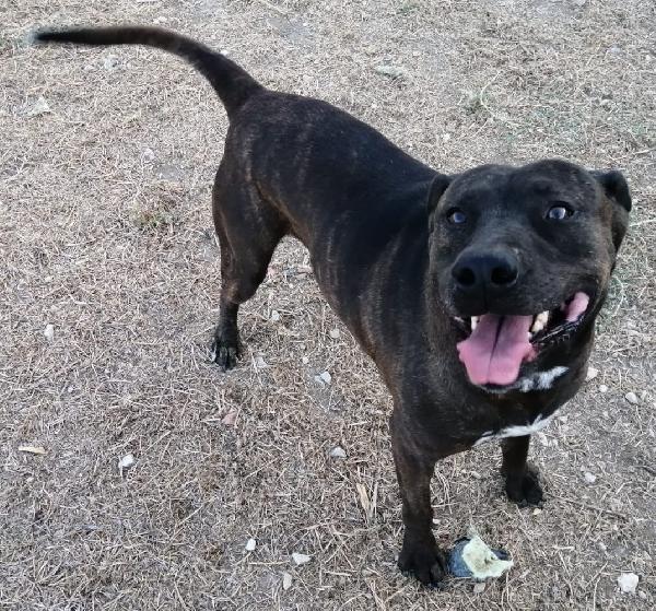 Ciccio pit nato intorno al 2018 Foto 2